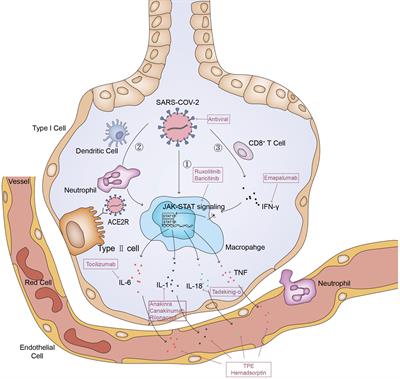 Advances in attractive therapeutic approach for macrophage activation syndrome in COVID-19